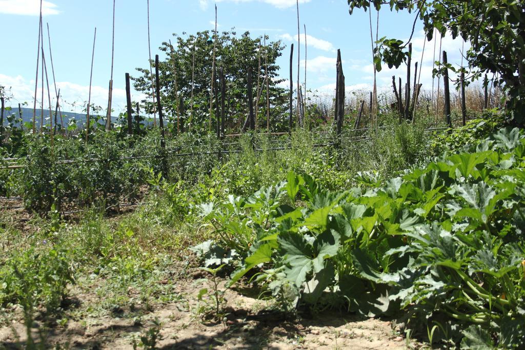 Tenuta La Santissima San Rocco a Pilli Luaran gambar